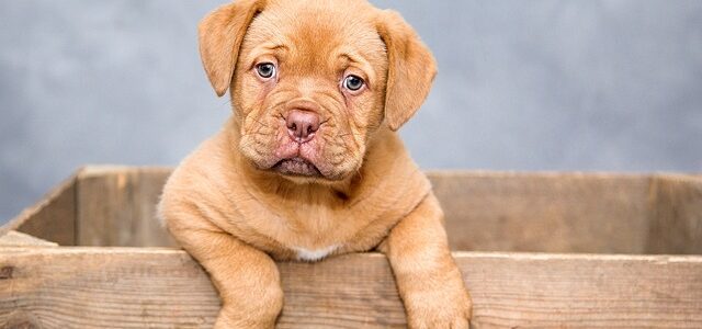 Dlaczego warto wybierać karmę dla psa bezzbożową?