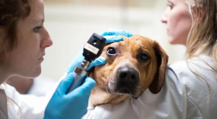 Jak znaleźć dobrego okulistę dla psa? Porady dla właścicieli
